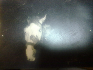 25012010031.jpg